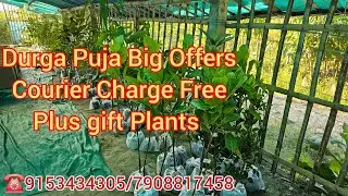 Online Fruit Plants Nursery Home Delivery Service Available 