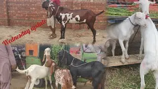 Wednesday update shahpur kanjra amberisari bakray kuto mall Sindhi bakray lahore mandi lovers