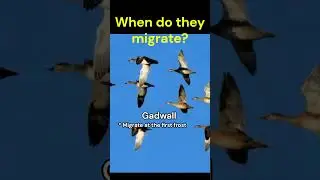 Migration Mystery: Where Do They Go?  Gadwall   #birds #bird #duck