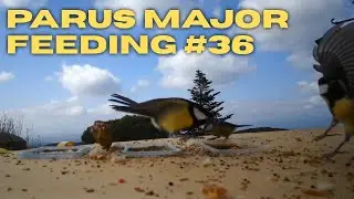 Parus Major Bird Feeding #36