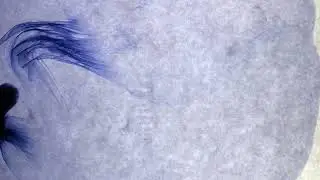 New Template & All Background Status | Free Videos Without Copyright | Whatsapp Status background