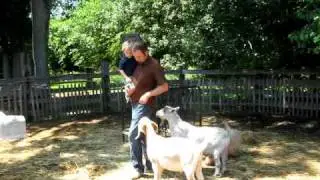 Attacked by Goats