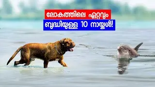 ലോകത്തിലെ ഏറ്റവും ബുദ്ധിയുള്ള 10 നായ്ക്കൾ; കേട്ടാൽ ഞെട്ടും!Top 10 Intelligent Dogs in the world