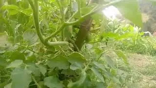#agriculture tomato plant status टमाटर खैती  लाखों कमाओ