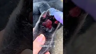 How to Keep Your Cats Paw Clean. #Cat #paw #cleaning
