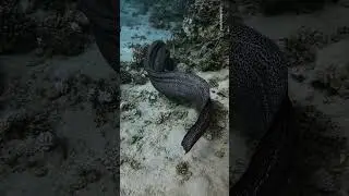 🎥🐍 The Underwater Enigma: Giant Moray