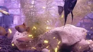 My angel fish introduction and many more💖