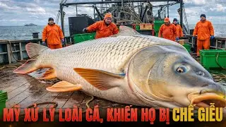 Cách Người Mỹ Biến LOÀI CÁ BỊ GHÉT NHẤT Nước Họ Trở Thành Ngành Công Nghiệp Hàng Tỷ Đô La!