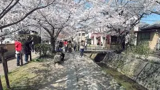 kyoto philosopher's Path | Japan Travel Walking 4K