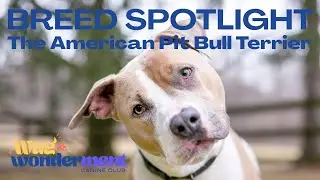 Breed Spotlight: The American Pit Bull Terrier