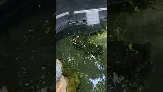 Funny friendly group of turtles chill in the water #animal #cute #funny #farm #turtle