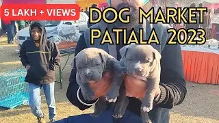 Puppy market in India at cheapest rates| Wholesale Dog market outside Patiala Dog show 2023