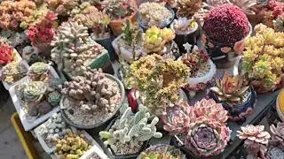새해 복 많이 받으세요~~드뎌 본격적인 겨올날씨~~
