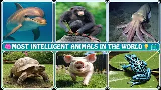 Top 100 Smartest Animals on Earth 🧠🐾 | Intelligence in the Wild