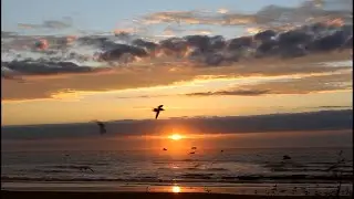 SUNRISE, SEAGULLS and WAVES for Relaxation Peace and Tranquility 🌅 🌊 🐳 🦈 