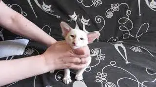 VentisOrientis Yuma. Breed data