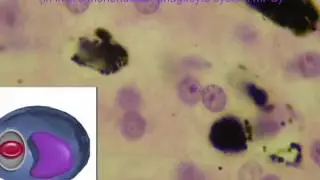 KUPFFER CELLS IN LIVER part 2