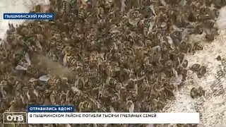 В Пышминском районе погибли тысячи пчелиных семей