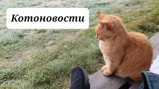 Коты объявили голодовку. Вьют верёвки из меня. 