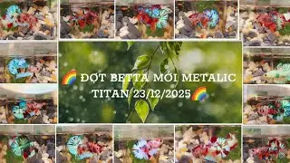 BETTA  METALIC  TITAN 30K-40K-50K (23/12/2025) Nemo-Red-Metalic&nbsp; , ĐẶT BIỆT M&Aacute;I FULL &nbsp; ,0969.666.550