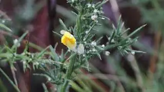 TOJO O RETAMO ESPINOSO (ULEX EUROPAEUS), ENERO 2026.