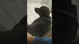 Kronos s&oacute; quer carinho na busanfa,se n&atilde;o faz, ele pede 😆
