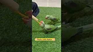 Pretty Little Babies 🌸 #short #cute #cuteanimals #babybird #babyparrot #birds