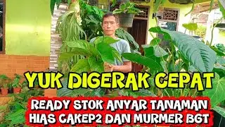 YUK DIGERAK CEPAT⁉️READY STOK ANYAR TANAMAN HIAS CAKEP2 DAN MURMER BGT