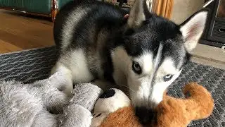 Lola is a greedy dog! (2018)
