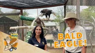 Pops on the Trail at America&rsquo;s Teaching Zoo | Ghost the Bald Eagle | Education Video for Kids