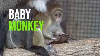 UPDATE: The Little De Brazza&rsquo;s Monkey Now Has a Name!