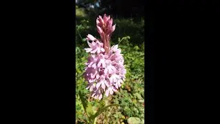Wild Plants and Wild Flowers of Cyprus (Part One)