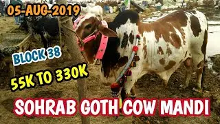 Sohrab Goth Cow Mandi Rates | Update 05-Aug-2019