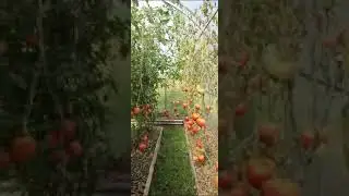 Теплица Урожай Цинк 