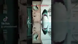 evolution of megalodon