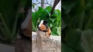 What the Rabbit Did Shocked Everyone 😳