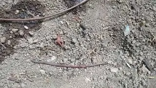 Here's a HUGE earthworm, Rob