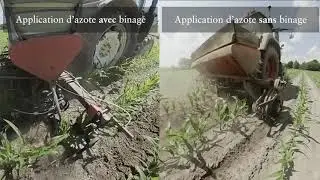 L'ammonitrate Yara&reg; sur ma&iuml;s : un &eacute;pandage en surface et au pied de la plante
