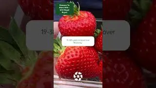 Reasons to work with - UCD Royal Royce  #horticulture #agribusiness #strawberry #strawberryfarming