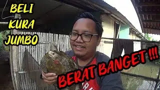 BELI KURA FORSTENII JUMBO || BELUM SIAP KANDANG UDAH DIKIRIM SAMA SATWA SAKTI