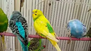 Australian beautiful bird's sounds 