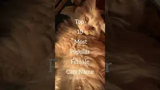 Top 10 Most Popular Female cats Name 😍🐾 #short #cats #catscookies
