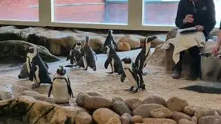 Two Oceans Aquarium Penguin Experience - Cape Town, South Africa