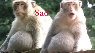 Pitiful Monkey Mr. Charlie Sitting a High Place and Feeling Unhappy,Looks Very pity
