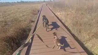 Bridge on the Prairie
