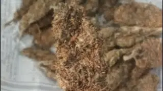 Best weed in jhapa x song by phycho nepal