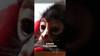 Spider Monkey Show Open