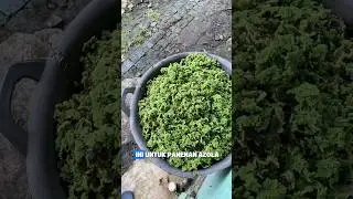 Racikan pakan pembesaran di Kandang Terbis #azolla #azollafarming #azollasubur #pakanternakmurah