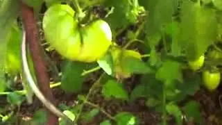 Promenade au jardin d'Ecolo-bio-nature en ao&ucirc;t 2014 (Permaculture)