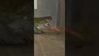 Sonoran desert toad vs huge grasshopper #toad #nature